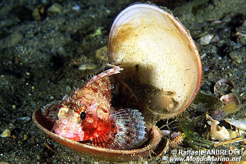 Scorfanotto (Scorpaena notata)