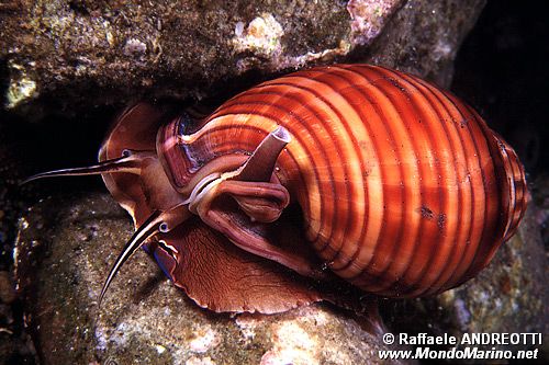 Casside (Phalium granulatum)