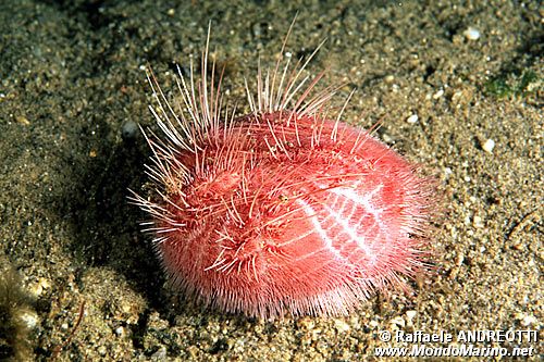 Spatango (Spatangus purpureus)