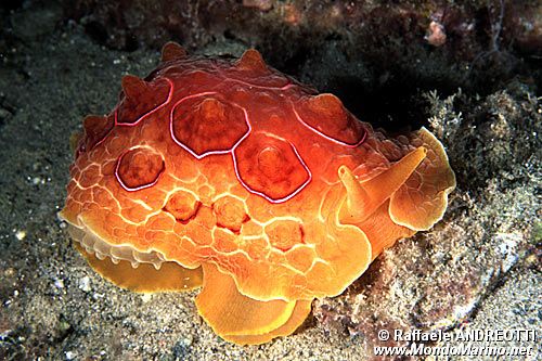 Lumacone tartaruga (Pleurobranchus testudinarius)