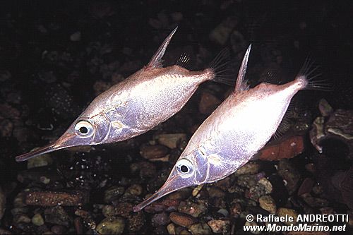 Pesce trombetta (Macrorhamphosus scolopax)