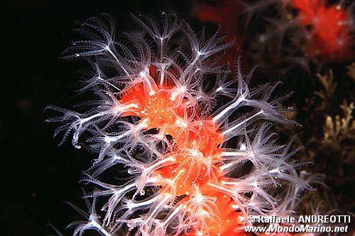 Corallo rosso (Corallium rubrum)