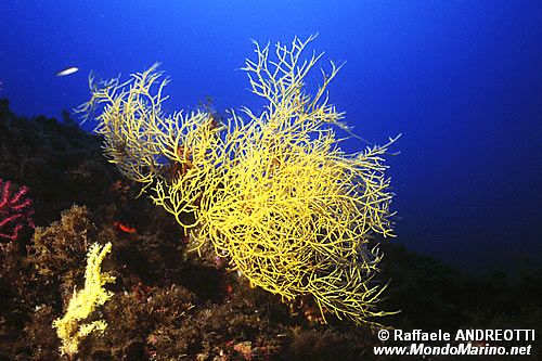 Gorgonia (Leptogorgia sarmentosa)