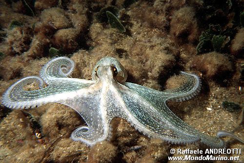 Polpo comune (Octopus vulgaris)