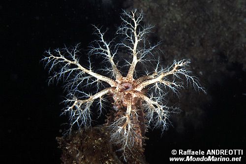 Cucumaria (Cucumaria sp.)