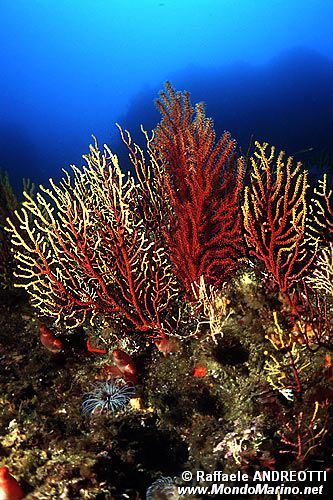 Gorgonia rossa (Paramuricea clavata)