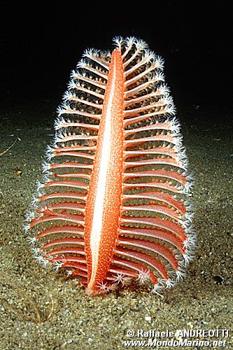 Pennatula rossa (Pennatula rubra)