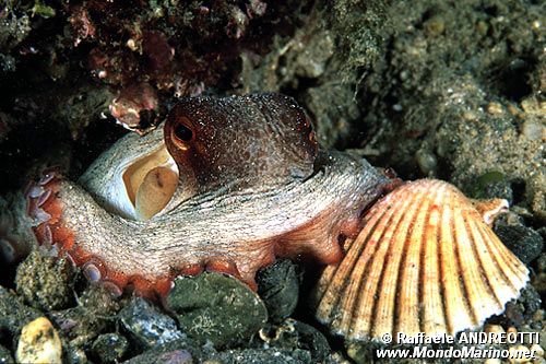 Polpo comune (Octopus vulgaris)