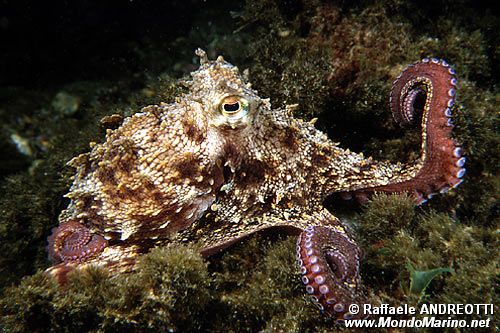 Polpo comune (Octopus vulgaris)