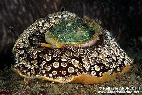 Lumaca ad ombrello (Umbraculum umbraculum)