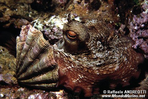 Polpo comune (Octopus vulgaris)