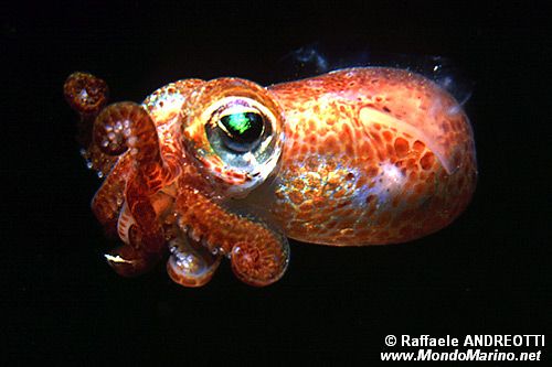 Seppiola (Sepiola rondeleti)