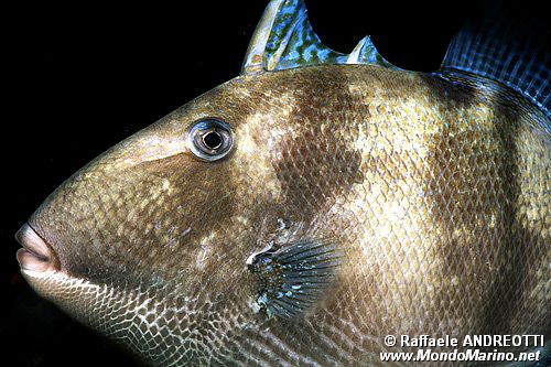 Pesce balestra mediterraneo (Balistes capriscus)