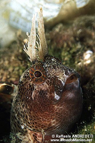 Bavosa cornuta (Parablennius tentacularis)