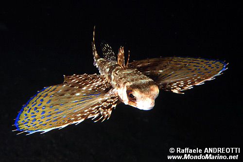 Pesce civetta (Dactylopterus volitans)