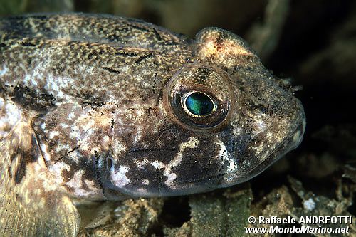 Ghiozzo nero (Gobius niger)