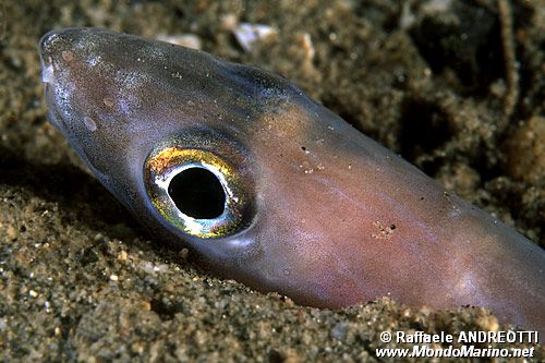 Grongo delle baleari (Ariosoma balearicum)