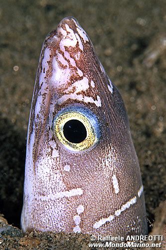 Miro (Echelus myrus)