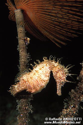 Cavalluccio marino (Hippocampus guttulatus)