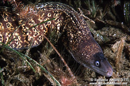 Murena (Muraena helena)