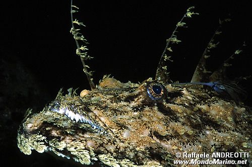 Rana pescatrice (Lophius piscatorius)