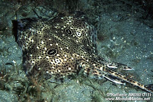 Razza Polistimma (Raja polystigma)