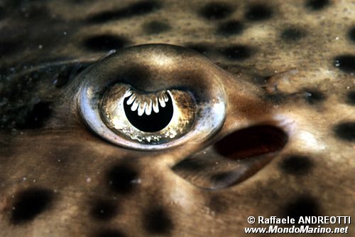 Razza Polistimma (Raja polystigma)