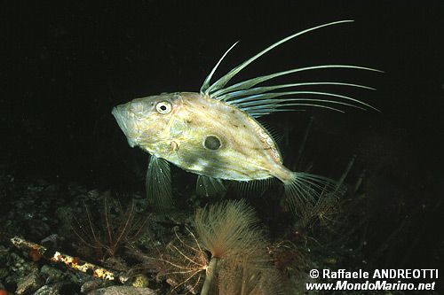 Pesce san pietro (Zeus faber)