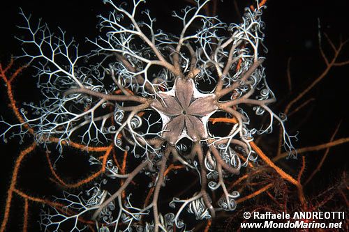 Stella gorgone (Astrospartus mediterraneus)