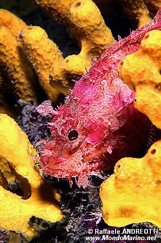 Scorfano rosso (Scorpaena scrofa)