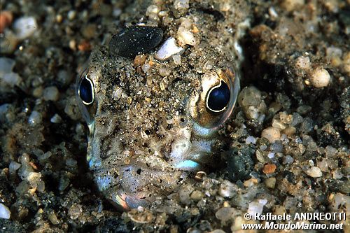 Tracina (Trachinus draco)