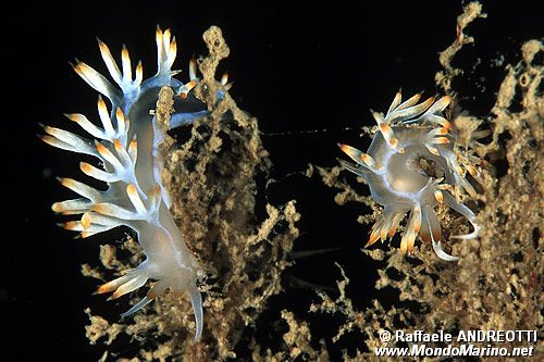 Flabellina bianca (Flabellina babai)