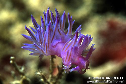 Flabellina rosa (Flabellina affinis)