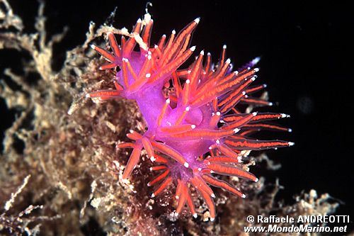 Flabellina rossa (Flabellina ischitana)