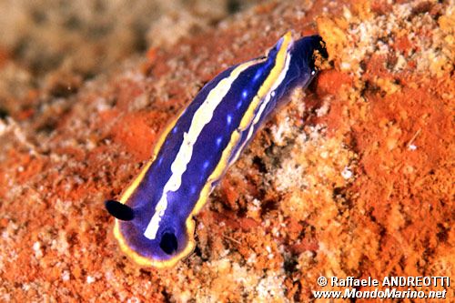 Doride tricolore (Hypselodoris tricolor)