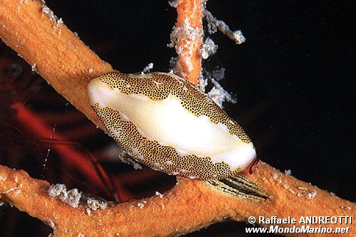 Neosimnia (Neosimnia spelta)
