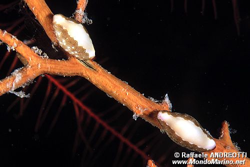 Neosimnia (Neosimnia spelta)