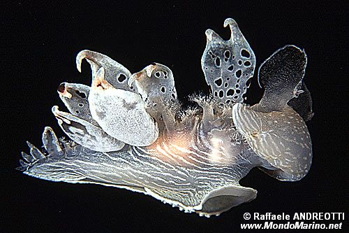 Fimbria (Tethys fimbria)