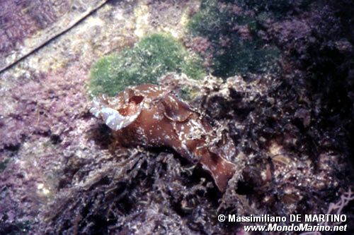Lepre di mare (Aplysia depilans)
