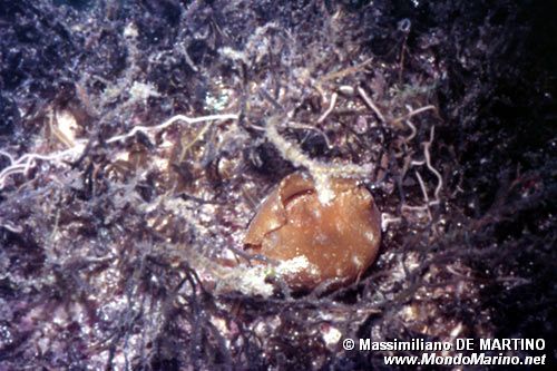 Lepre di mare (Aplysia depilans)