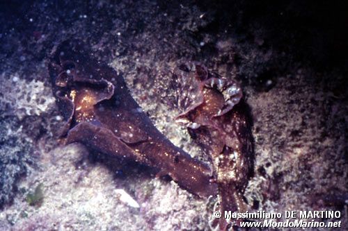 Lepre di mare (Aplysia depilans)