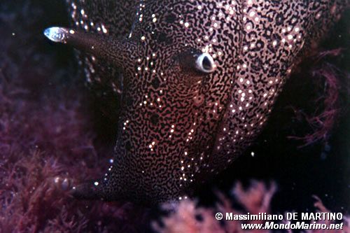 Lepre di mare (Aplysia punctata)