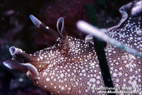 Lepre di mare (Aplysia punctata)