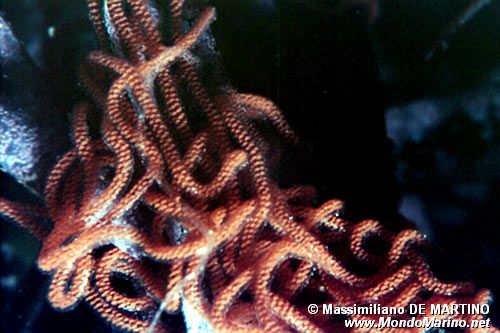 Lepre di mare (Aplysia punctata)