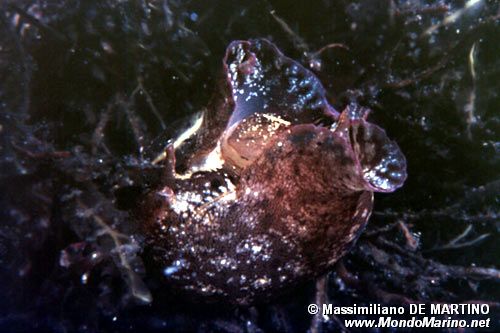Lepre di mare (Aplysia depilans)