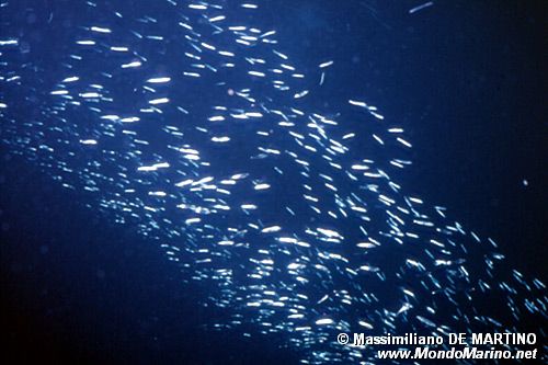 Alice (Engraulis encrasicholus)