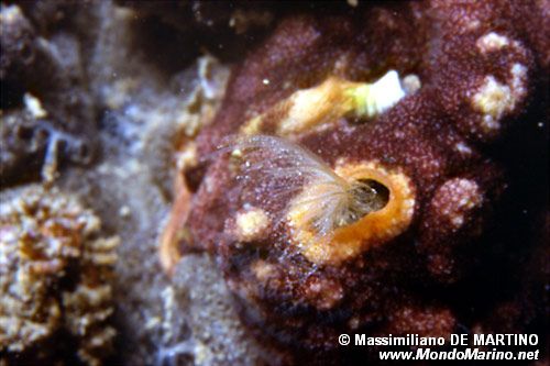 Denti di cane (Chthamalus stellatus)