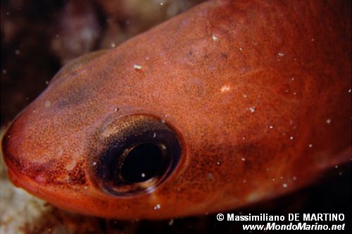 Re di triglie (Apogon imberbis)