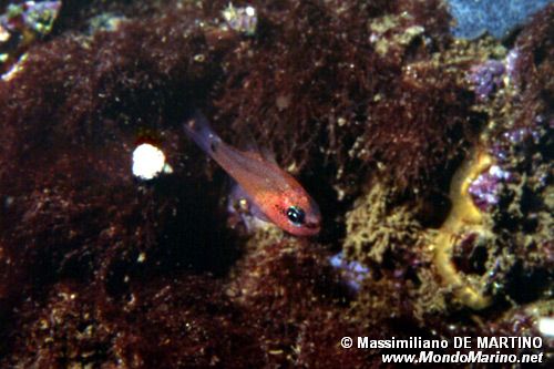 Re di triglie (Apogon imberbis)