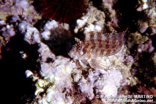 Bavosa ruggine (Parablennius gattorugine)